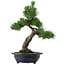 Pinus thunbergii, 52 cm, ± 25 years old, with a nebari of 14 cm, in a chipped pot