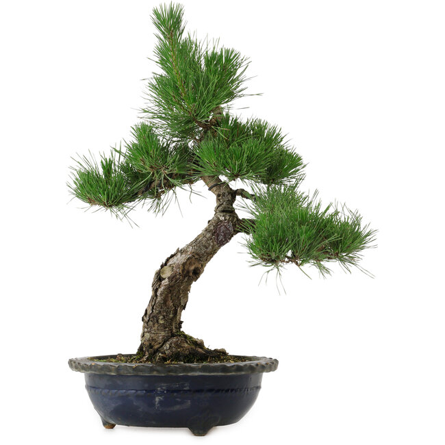 Pinus thunbergii, 52 cm, ± 25 jaar oud, met een nebari van 14 cm, in een beschadigde pot.