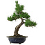 Pinus thunbergii, 52 cm, ± 25 anni, con nebari di 14 cm, in vaso scheggiato.