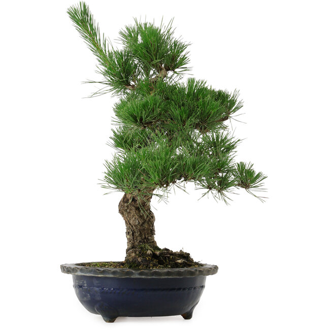 Pinus thunbergii, 52 cm, ± 25 jaar oud, met een nebari van 14 cm, in een beschadigde pot.