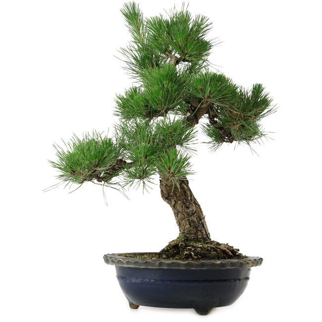 Pinus thunbergii, 52 cm, ± 25 años, con un nebari de 14 cm, en una maceta desconchada.