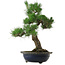 Pinus thunbergii, 52 cm, ± 25 anni, con nebari di 14 cm, in vaso scheggiato.