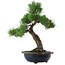 Pinus thunbergii, 52 cm, ± 25 años, con un nebari de 14 cm, en una maceta desconchada.