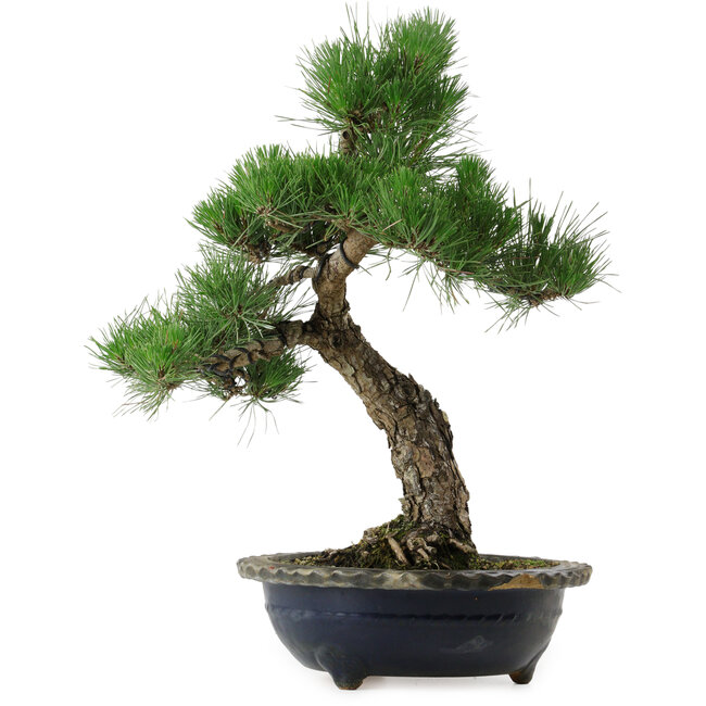 Pinus thunbergii, 52 cm, ca. 25 Jahre alt, mit einem Stammfuß von 14 cm, in einem beschädigten Topf