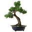 Pinus thunbergii, 52 cm, ± 25 jaar oud, met een nebari van 14 cm, in een beschadigde pot.
