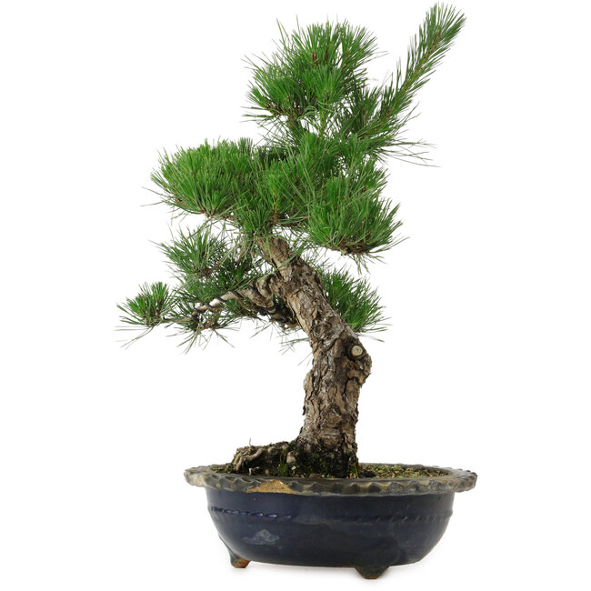 Pinus thunbergii, 52 cm, ± 25 años, con un nebari de 14 cm, en una maceta desconchada.