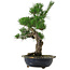 Pinus thunbergii, 52 cm, ± 25 años, con un nebari de 14 cm, en una maceta desconchada.