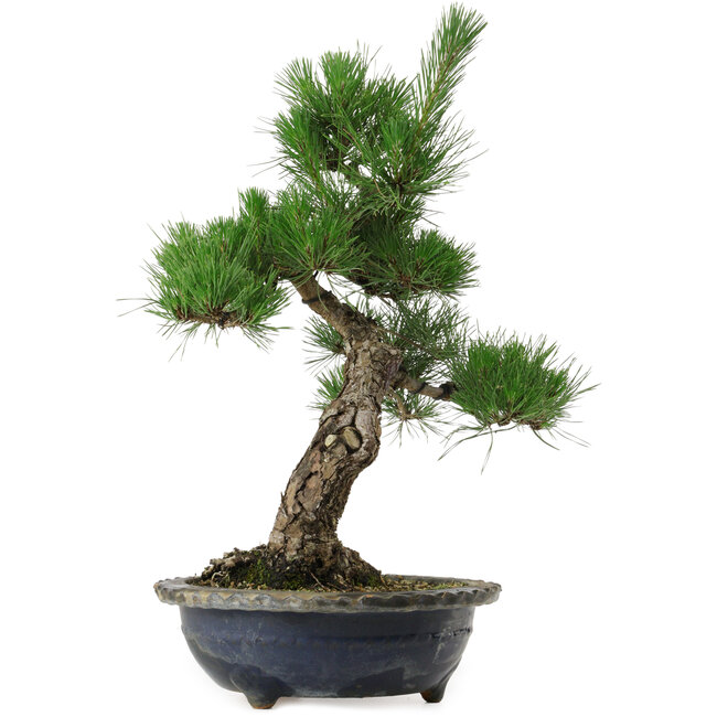 Pinus thunbergii, 52 cm, ± 25 jaar oud, met een nebari van 14 cm, in een beschadigde pot.