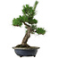 Pinus thunbergii, 52 cm, environ 25 ans, avec un nebari de 14 cm, dans un pot ébréché