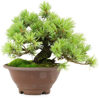 Pinus pentafila, 17,5 cm, ± 25 years old