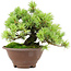 Pinus pentafila, 17,5 cm, ± 25 anni