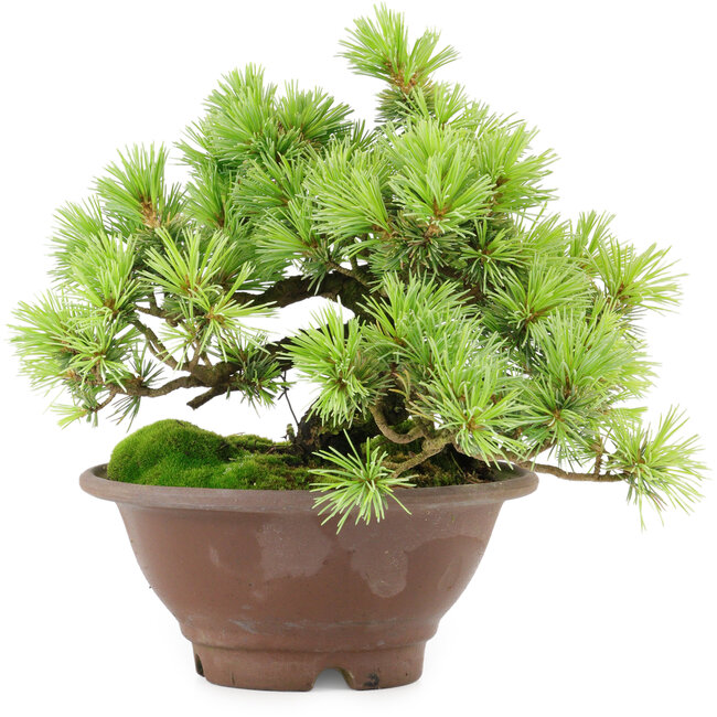 Pinus pentafila, 17,5 cm, ± 25 ans