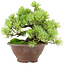 Pinus pentafila, 17,5 cm, ± 25 años de edad
