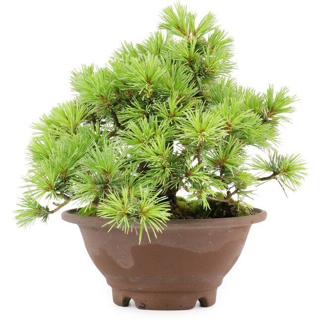 Pinus pentafila, 17,5 cm, ± 25 years old
