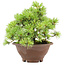 Pinus pentafila, 17,5 cm, ± 25 anni