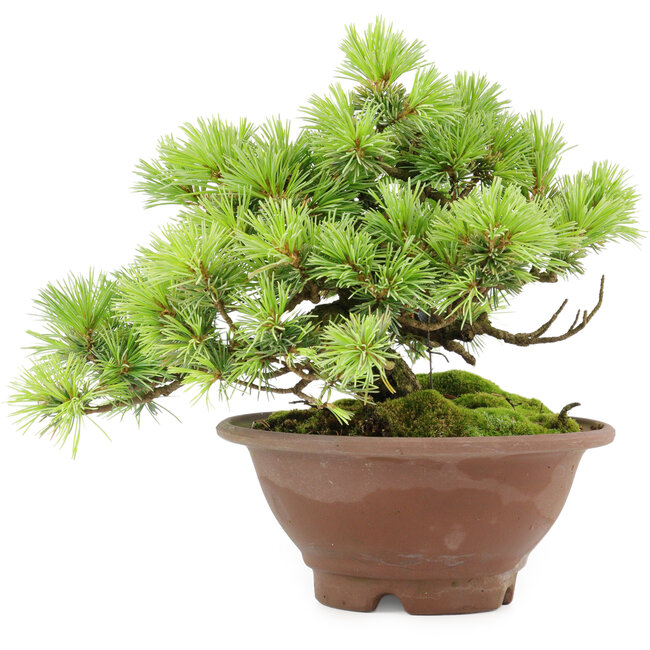 Pinus pentafila, 17,5 cm, ± 25 anni