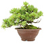 Pinus pentafila, 17,5 cm, ± 25 ans