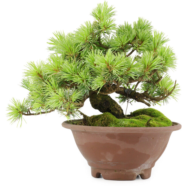 Pinus pentafila, 17,5 cm, ± 25 jaar oud