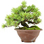 Pinus pentafila, 17,5 cm, ± 25 years old