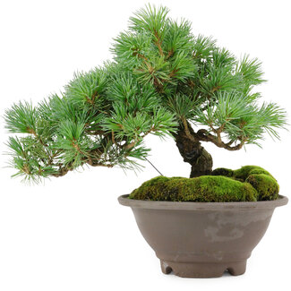 Pinus pentafila, 18,5 cm, ± 25 años de edad