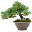 Pinus pentafila, 18,5 cm, ± 25 years old