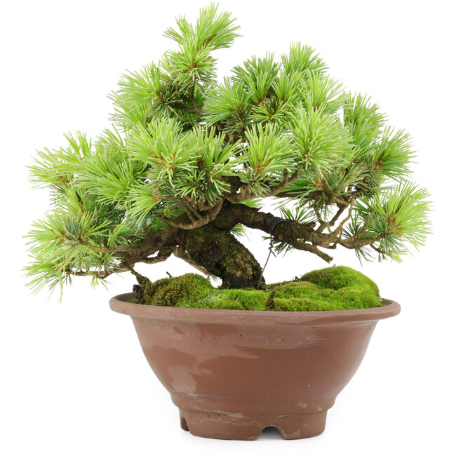 Pinus pentafila, 17,5 cm, ± 25 Jahre alt