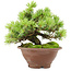 Pinus pentafila, 17,5 cm, ± 25 years old