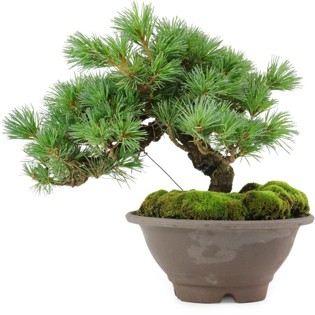 Pinus pentafila, 18,5 cm, ± 25 Jahre alt