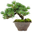 Pinus pentafila, 18,5 cm, ± 25 years old