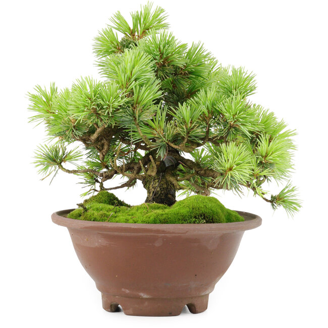 Pinus pentafila, 17,5 cm, ± 25 anni