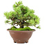 Pinus pentafila, 17,5 cm, ± 25 años de edad
