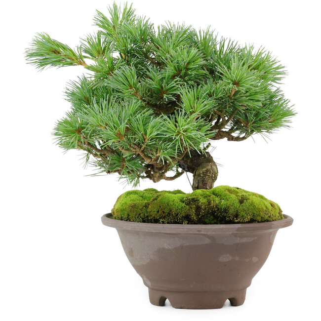 Pinus pentafila, 18,5 cm, ± 25 anni
