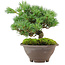 Pinus pentafila, 18,5 cm, ± 25 anni