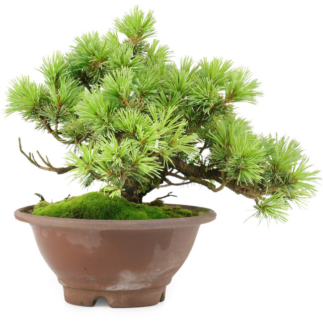 Pinus pentafila, 17,5 cm, ± 25 anni