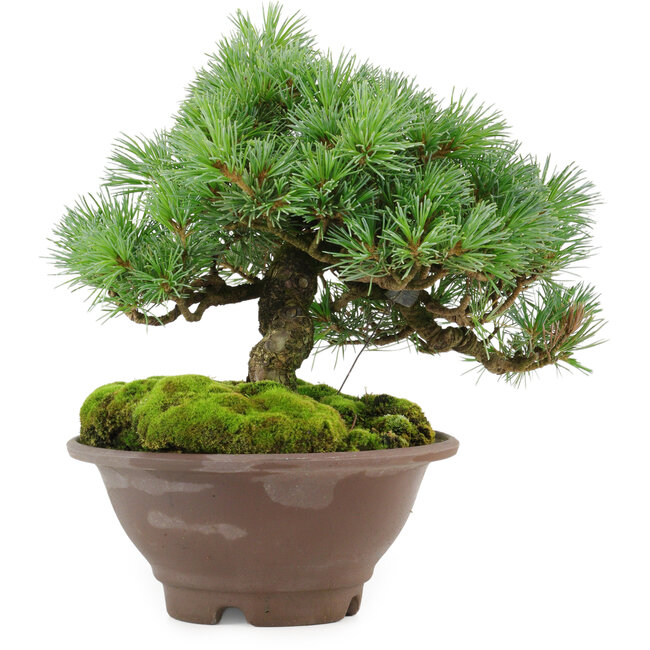 Pinus pentafila, 18,5 cm, ± 25 anni