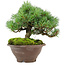 Pinus pentafila, 18,5 cm, ± 25 ans