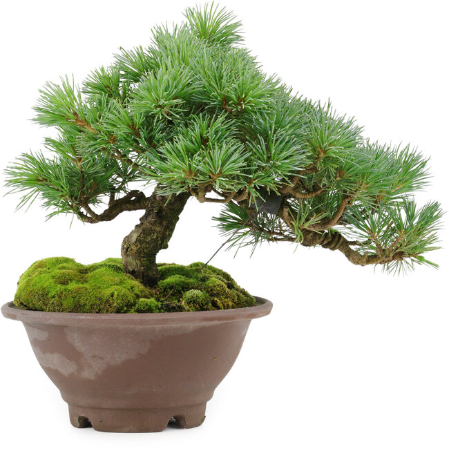 Pinus pentafila, 18,5 cm, ± 25 years old