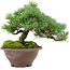 Pinus pentafila, 18,5 cm, ± 25 años de edad