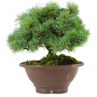 Pinus pentafila, 17,5 cm, ± 25 anni