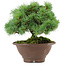 Pinus pentafila, 17,5 cm, ± 25 jaar oud
