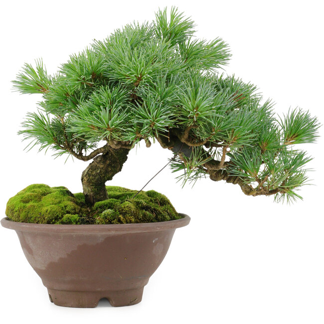 Pinus pentafila, 18,5 cm, ± 25 anni