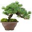 Pinus pentafila, 18,5 cm, ± 25 years old