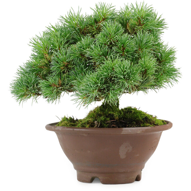 Pinus pentafila, 17,5 cm, ± 25 años de edad