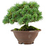 Pinus pentafila, 17,5 cm, ± 25 Jahre alt