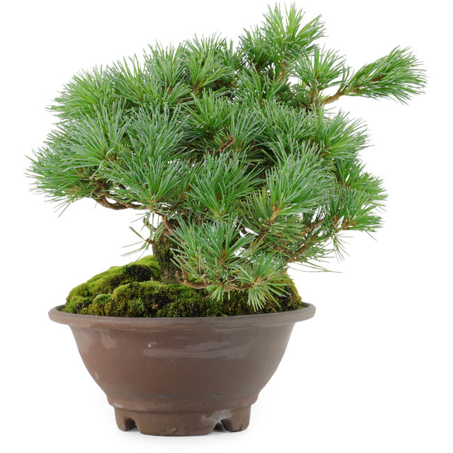 Pinus pentafila, 18,5 cm, ± 25 años de edad