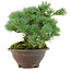 Pinus pentafila, 18,5 cm, ± 25 ans