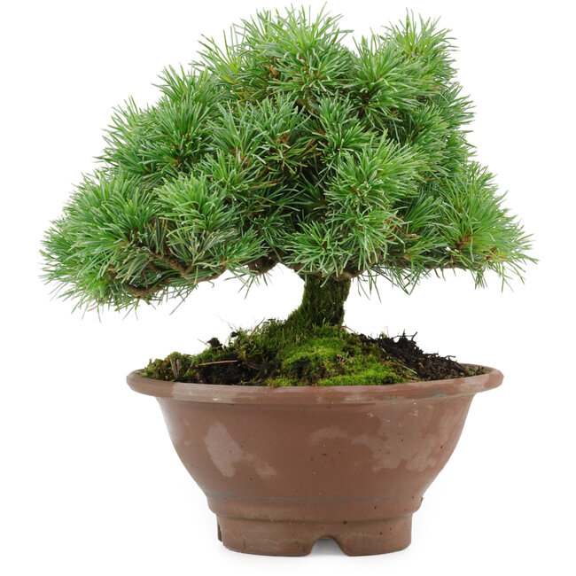 Pinus pentafila, 17,5 cm, ± 25 ans