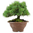 Pinus pentafila, 17,5 cm, ± 25 Jahre alt
