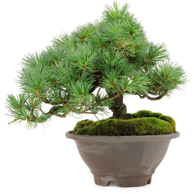 Pinus pentafila, 18,5 cm, ± 25 años de edad