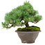 Pinus pentafila, 18,5 cm, ± 25 jaar oud